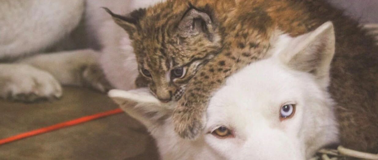 捡来的山猫被6只雪橇犬带大，行为举止都变得像狗，拆家都学会了