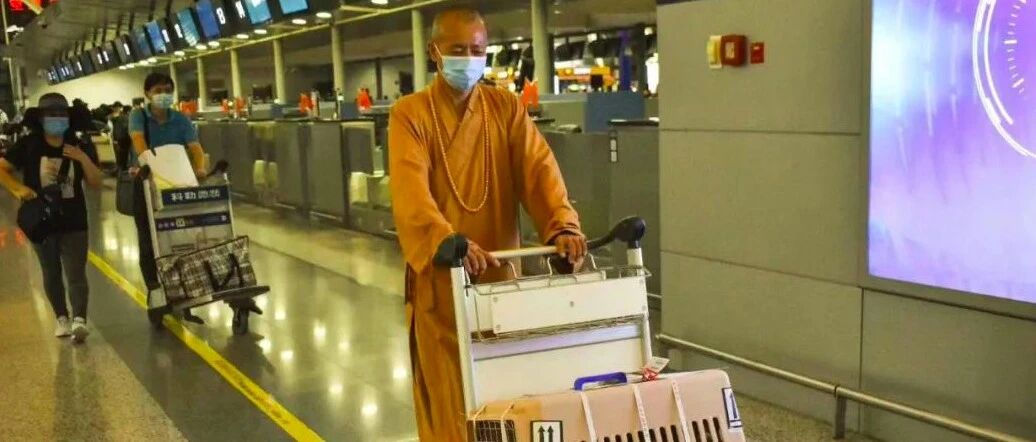 上海一和尚救助了上千流浪狗，寺庙里都挤满了，为此花光所有积蓄