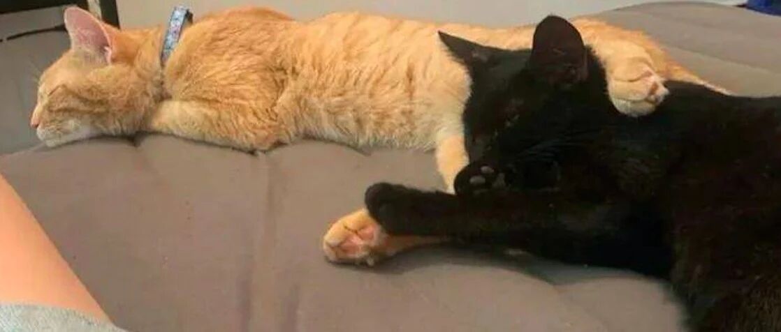 情侣猫找上门求收养，一个月后便怀孕生产了，来找接盘侠来了吗？