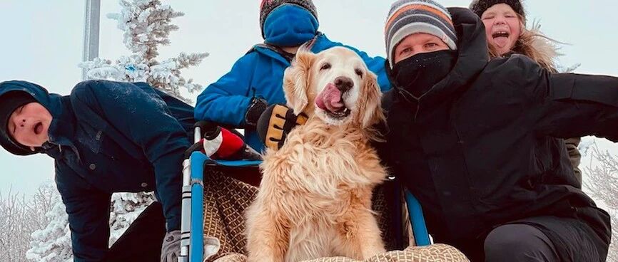 金毛年迈走不动路了，家人还用轮椅推它登山，只为了不让它失望！