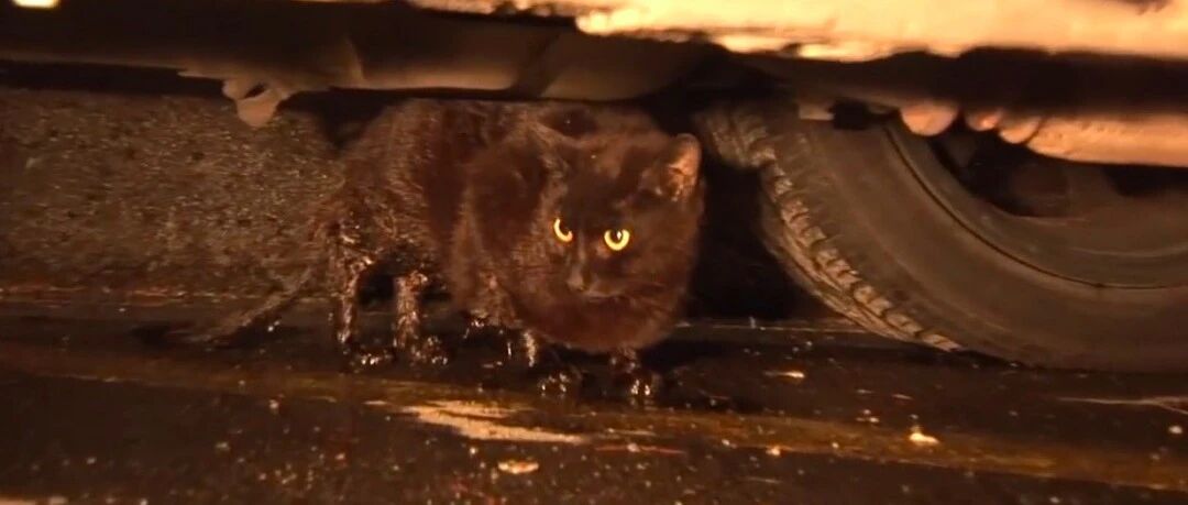 猫妈遭遇车祸致早产，腿被撞断孩子也全没了，躲在车底下几乎崩溃