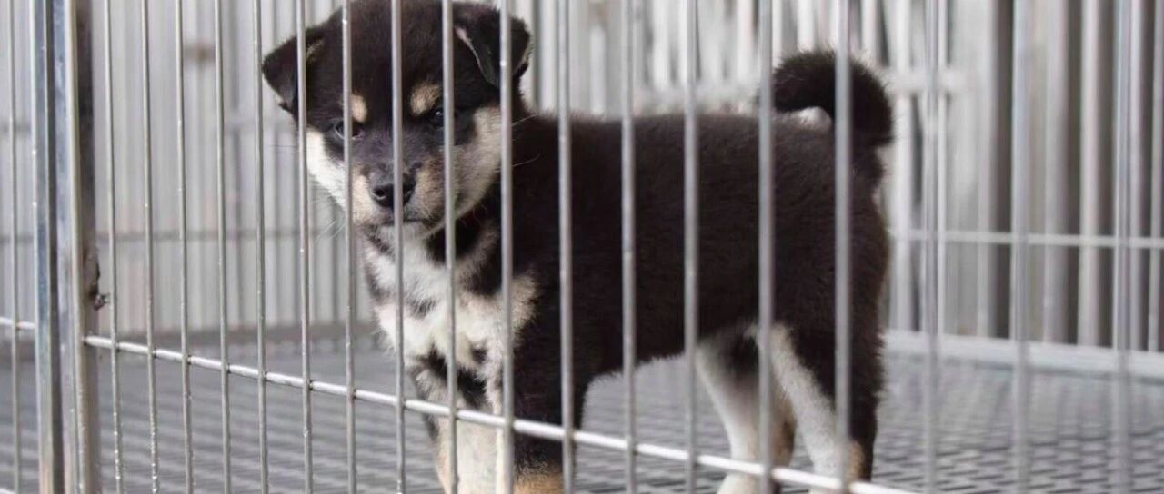 癌症女孩丧失了信心，没想到她在被迫养狗之后，实现了久违的梦想