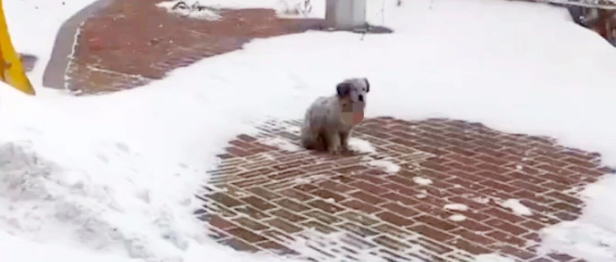 零下20度流浪狗被冻僵了，好心小姐姐的出现，让寒冷冬日有了温暖