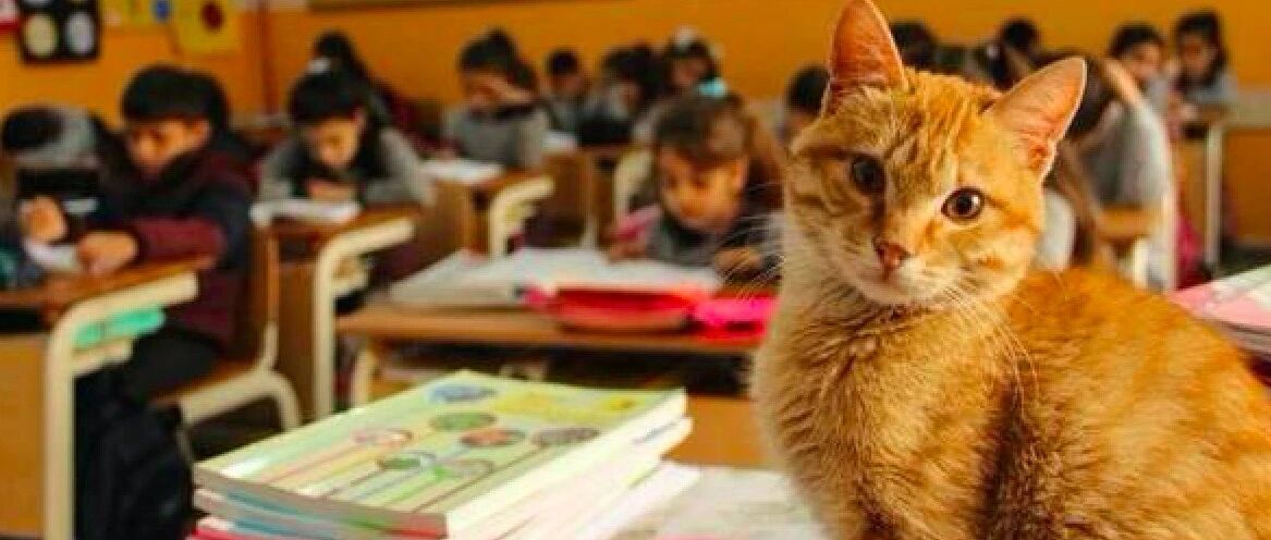 流浪猫意外闯进教室，竟成为老师口中的榜样，从此没人再迟到！