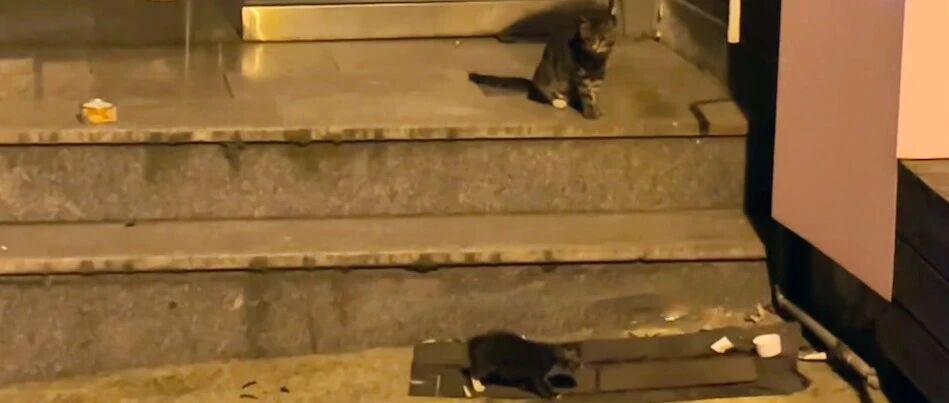 受伤的小猫被人类救助后，猫妈妈竟直接转身离开，“狠心”的母爱