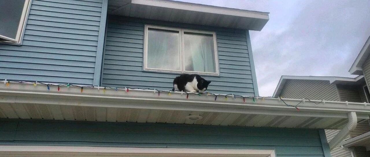 一只时间管理大师猫咪，同时拥有两个主人，而且互相都还不认识！