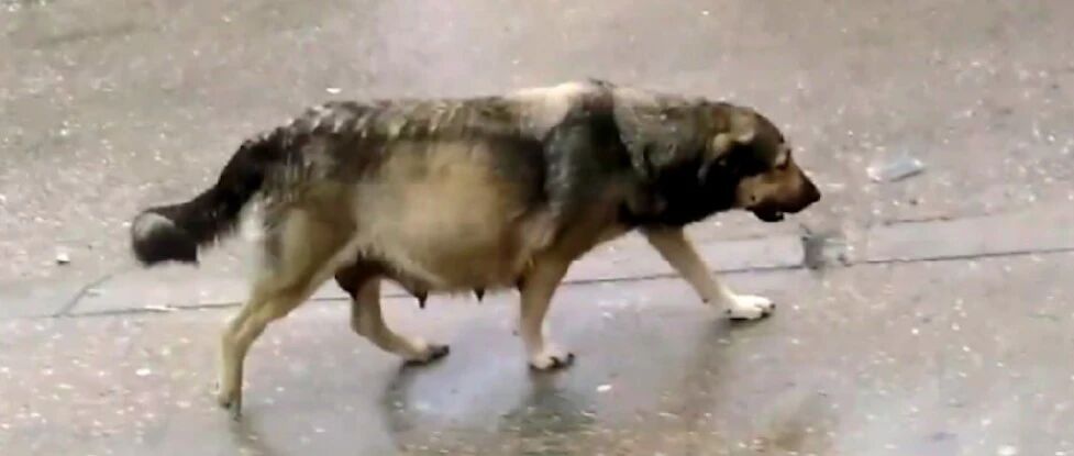 怀孕流浪狗雨天找食物，善良大叔买肉喂它，还发出邀请：跟我走吧