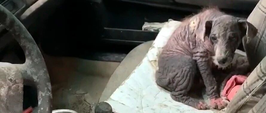 狗狗疑似被遗弃，患严重皮肤病窝在一辆报废车内，恶臭扑鼻而来！
