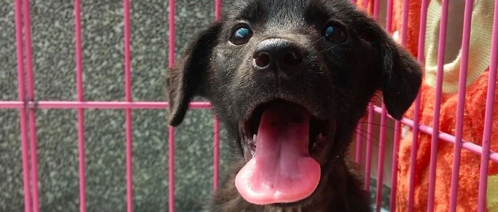 女孩18岁生日，第一天就来到收容所，履行和一只小狗的4年约定