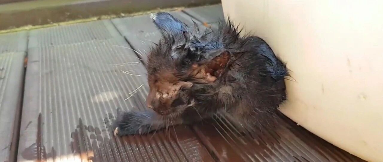 主人花钱买的新颖猫房，却差点成为小猫的夺命房，设计有太大缺陷