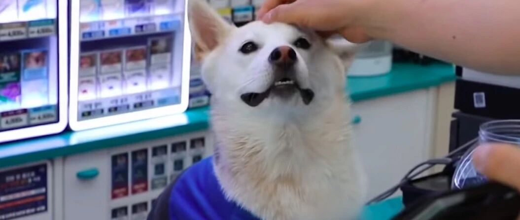流浪狗被好心老板娘收留，它帮忙看便利店，竟成为人见人爱的招牌