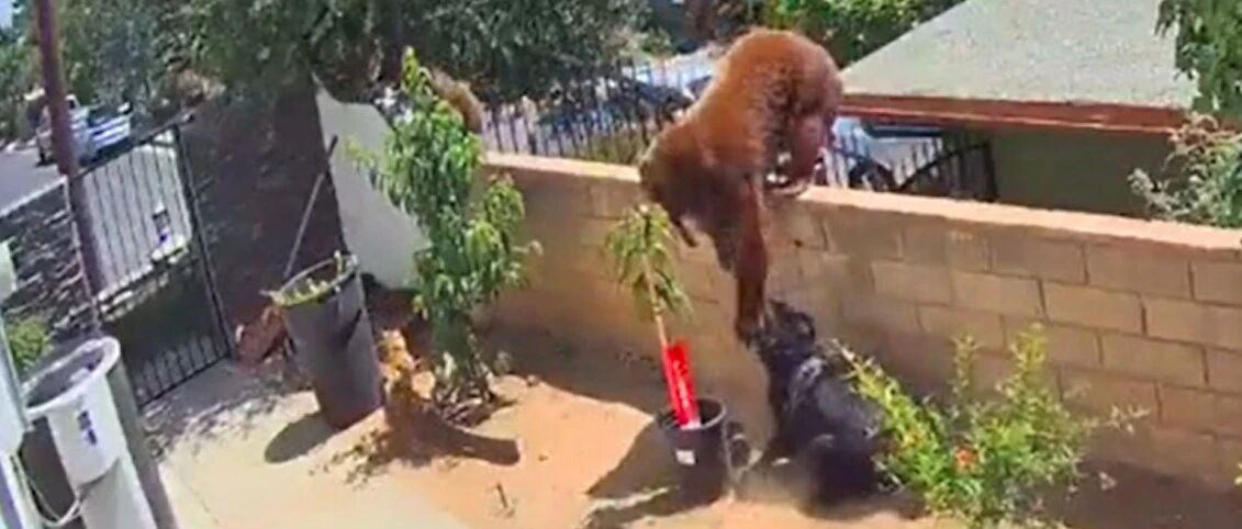 棕熊闯进家中，女孩为救狗硬生生将它推倒，事后看录像才感到后怕