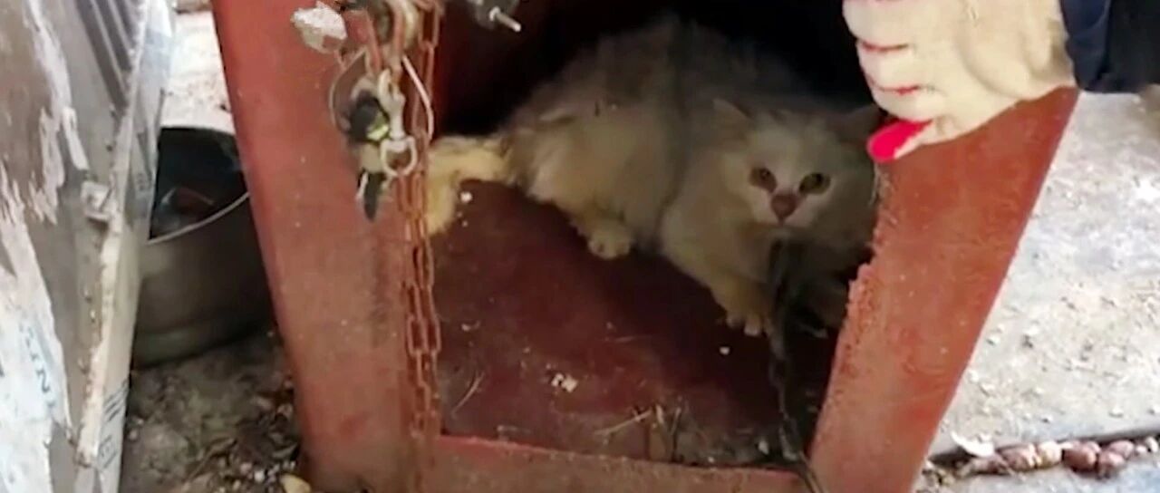 猫咪帮主人消灭完老鼠，却被嫌弃脏用铁链拴了起来，还说很正常？