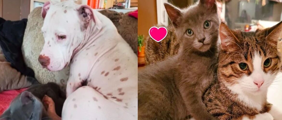 流浪猫被好心人救了后，为了不被送养走，主动和家中猫狗打好关系