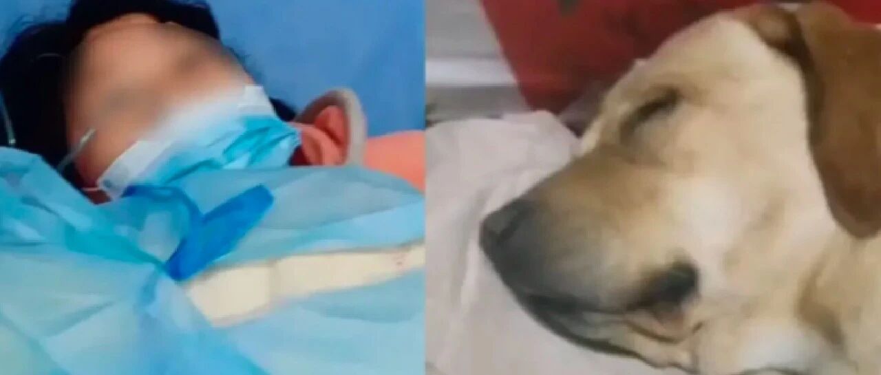 女士因煤气中毒晕倒，拉布拉多用爪子拍打舔醒主人，成功救了她！