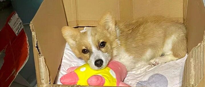 小姐姐捡了只柯基，找到前主人才知被遗弃原因，众人众筹终救活它