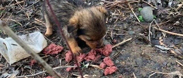 男子踢走破鞋子，从里面竟掉出来一只小狗，错误成就幸福的邂逅！