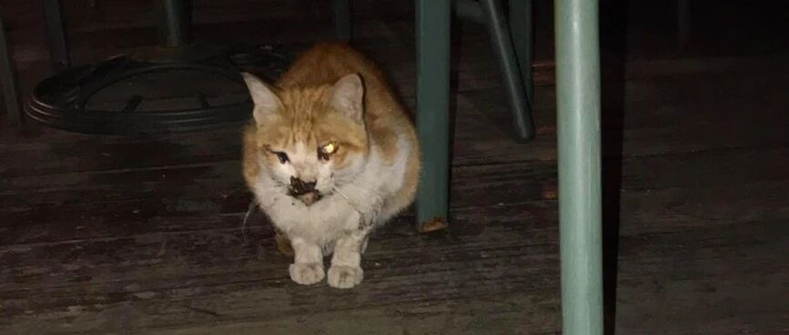 流浪猫碰瓷式蹭吃蹭喝，被便利店老板收养后，还对店员进行恐吓！