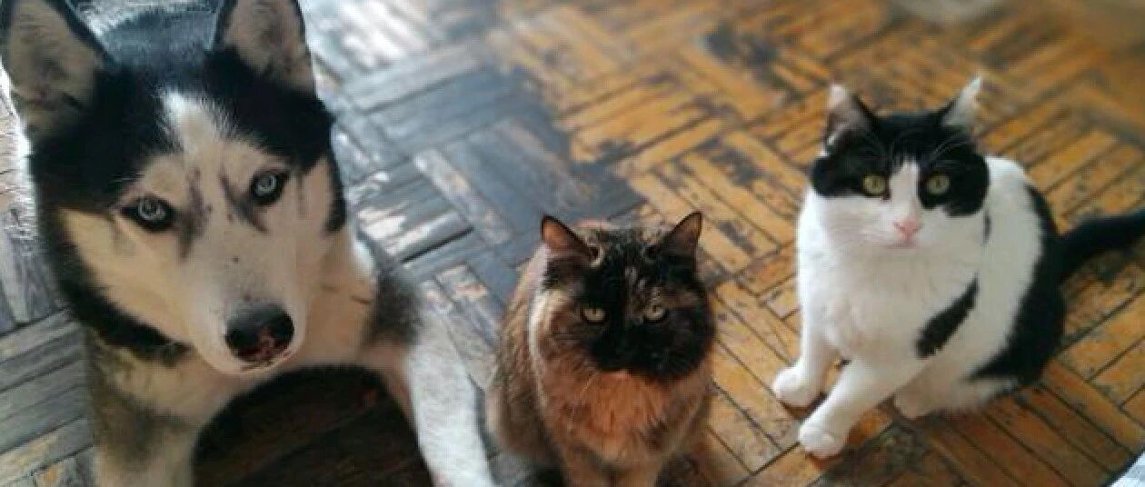 狗去世后对猫打击特别大，不吃不喝变得消沉，18天后跟着也离开了