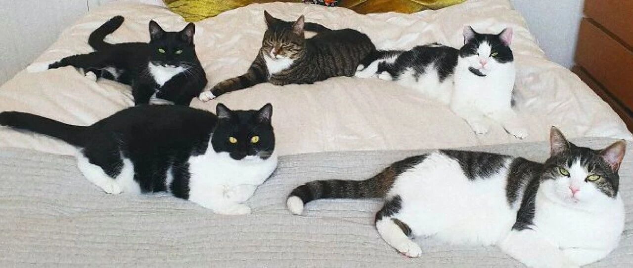 男子被奇怪叫声惊醒，翻看床底腿都吓软了，后来却晋升为“奶爸”