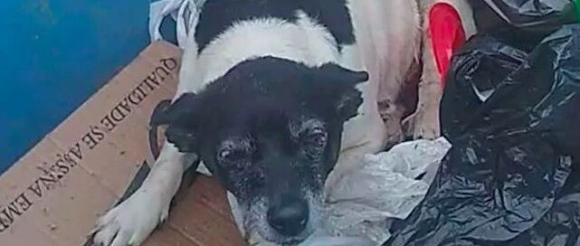 年迈狗狗被扔垃圾堆，挣扎却爬不出来，送医后发现它还患有肿瘤！