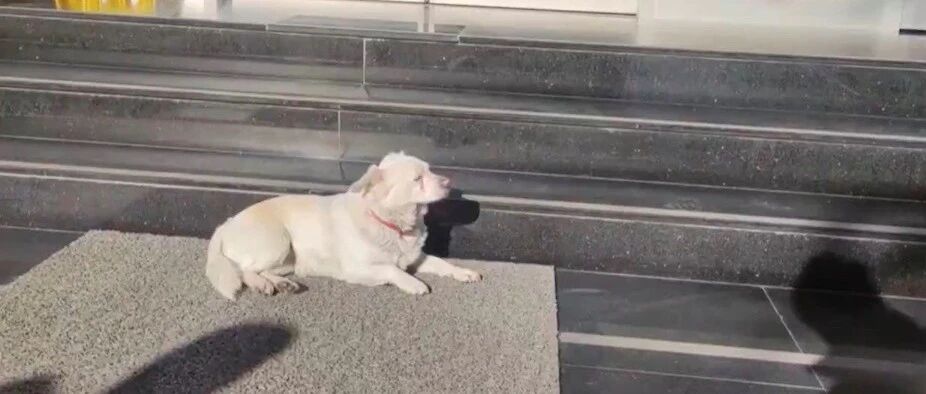 女孩因父亲太爱狗，对狗有偏见，而后来的一件事，让她感到内疚！