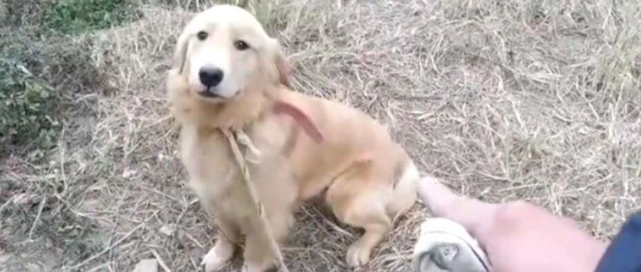 金毛回村咬死2只鸡，主人气得将它带到山上栓起来，饿它整整3天！