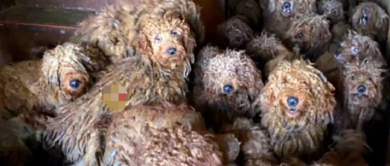 老人未给3只狗做绝育，5年后变成了50只狗，不堪重负选择了逃离！