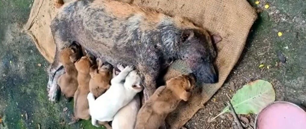 疾病缠身的狗妈坚持喂奶，当看到救援人员后，它哀嚎嘱咐人类帮忙