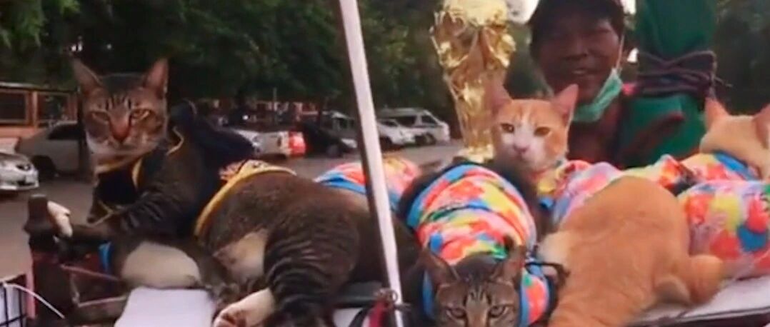 环卫工陆续捡了9只猫，全养得干干净净的，垃圾车成为了撸猫车！