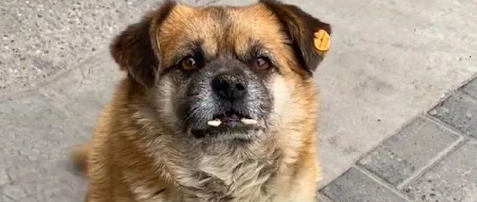 两只长相特殊的流浪狗，被小区居民照顾了10年，取名歪瓜与裂枣！