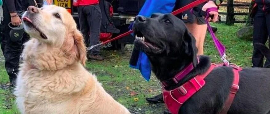 老人登山时癫痫病发作，金毛守在原地，拉布拉多跑到山下找人救援