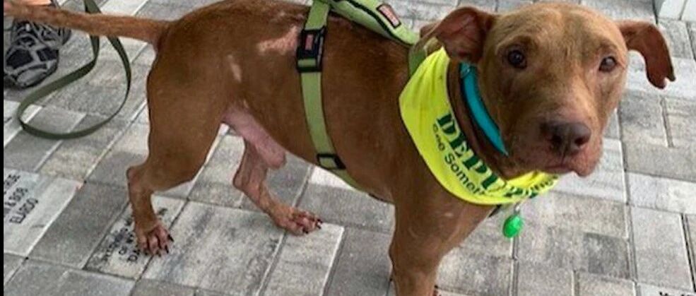 狗遇到抠门主人，不买狗粮只喂剩饭也不洗澡，还把怨气往它身上撒