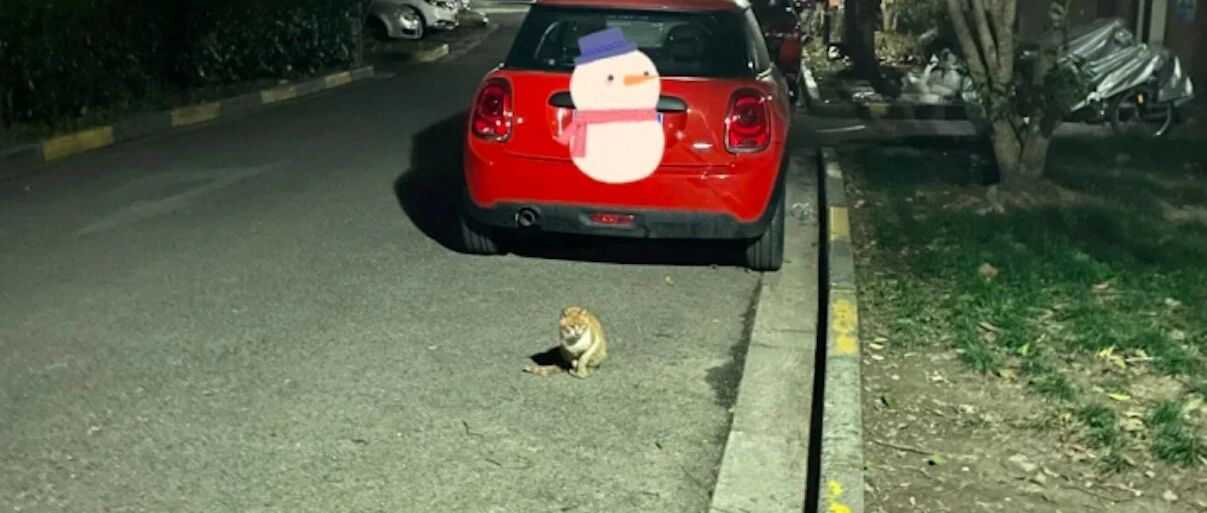 女孩给流浪猫做的猫窝，被大妈当纸皮捡走三次，后来想个办法绝了