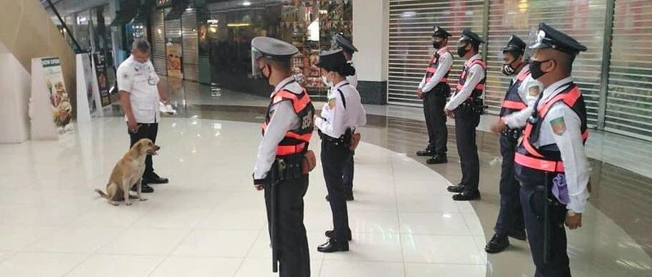 流浪狗闯入商场里，保安没暴力赶走反而收编了它，成为一只维护犬