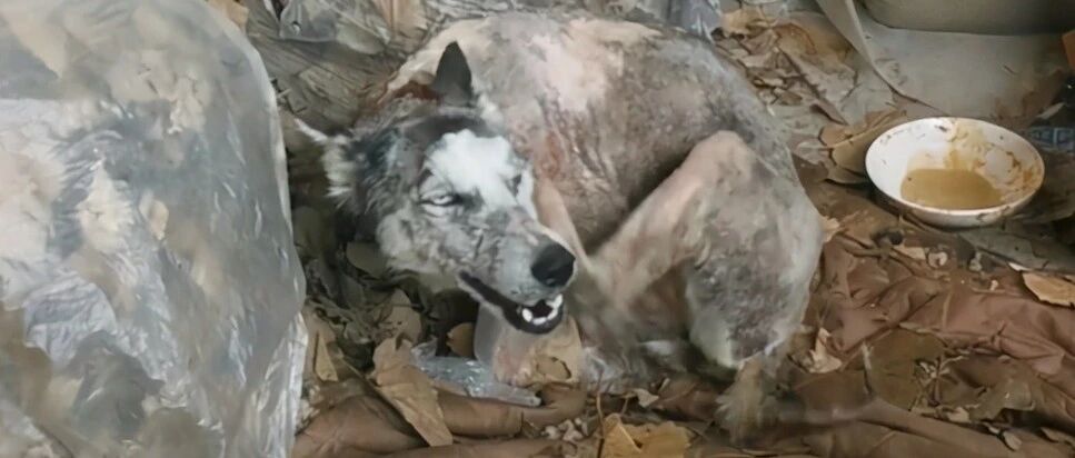 哈士奇饥不择食找垃圾吃，脖子被铁丝嵌入溃烂毛发掉光，实在太惨