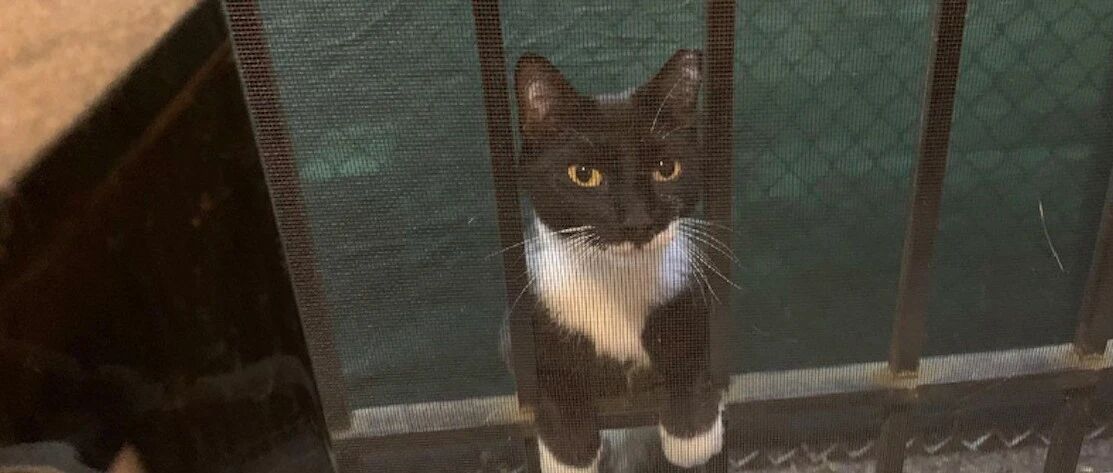 为给流浪猫寻找家，男子动用艺术圈的力量，它瞬间成为只高逼格猫