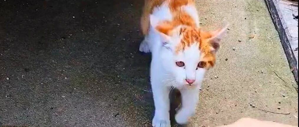 厚脸皮的流浪橘猫，被拒绝后还赖在人家门前求收养，终被允许进屋