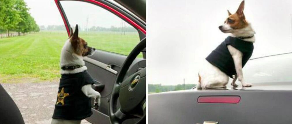 警员警犬10年的老搭档，退休后在同一天相继去世，是舍不得对方吧