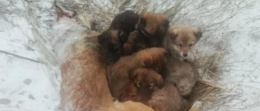 狗妈躺在雪地里被冻僵，7只小狗还在它怀里取暖，怎么也不愿离开