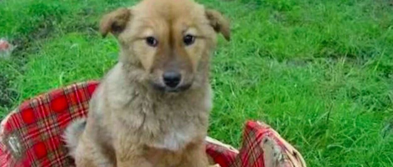 06年爆红全国的小土狗，主人淡泊名利默默救助流浪狗，让人钦佩