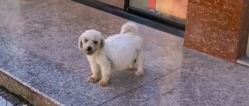 狗狗肚子鼓成了气球一般，用叫声引起路人注意，不愿吃喝只求治病