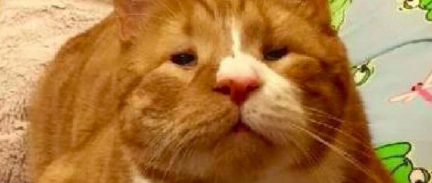 猫咪因病眼看不见东西，却独自在外面流浪了2年，为活着而努力！