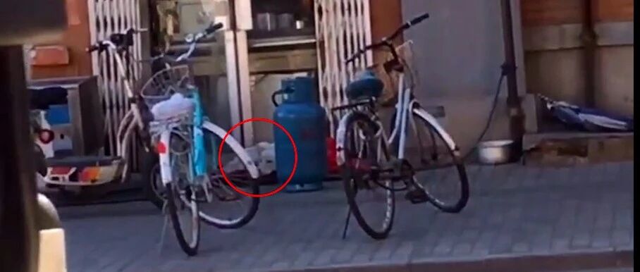 爱犬走丢20天后，竟出现在狗肉馆门口，再迟几天它就要被处理了