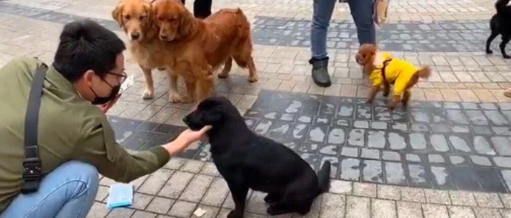 好心收养小区的流浪狗，它从不在家乱叫乱尿，懂事的让人都心疼！