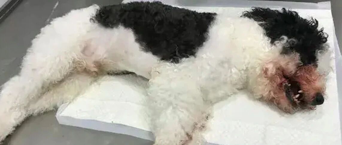 女孩逗狗被咬伤，父母接受调解后又摔死狗，只因不满说她女儿有错