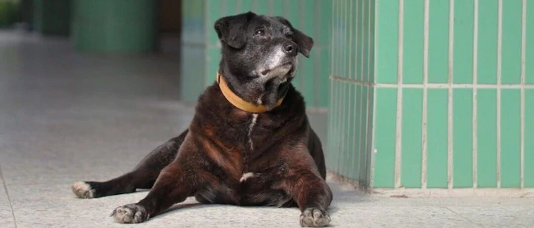 2岁流浪狗误闯校园，被全校师生照顾18年，如今被授予金饭碗！