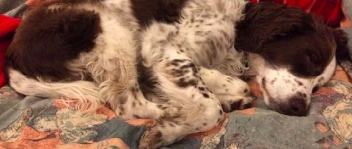 狗狗陪伴主人9年，如今病重不能上楼，家人每晚轮流来陪它睡觉！