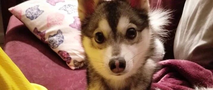 哈士奇参加婚礼时因紧张跑丢，新娘立刻暂停仪式寻找：它是我家人