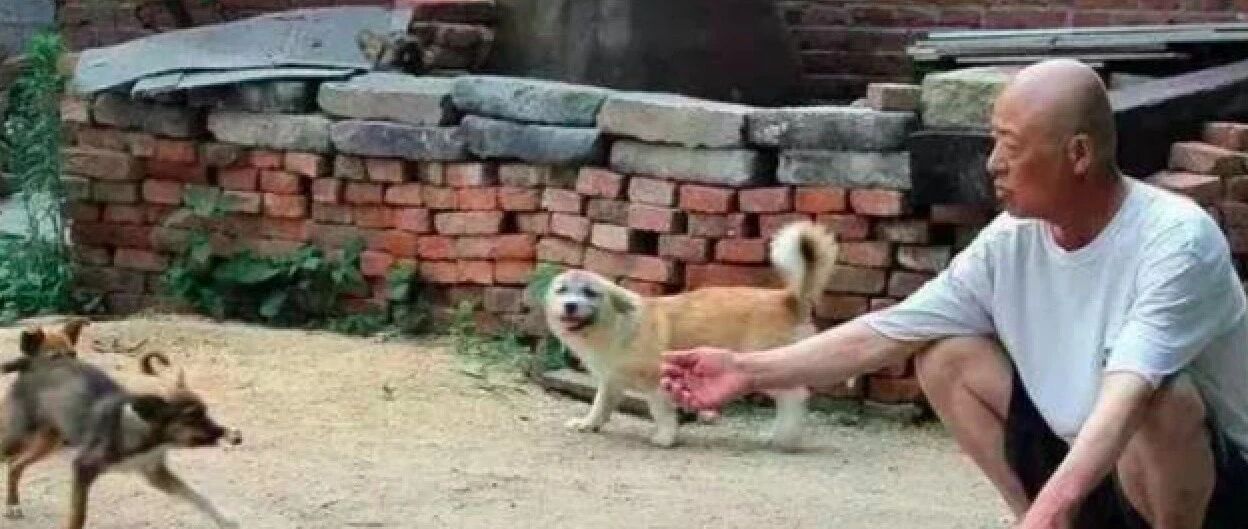 患癌症老爷爷保持乐观心态，坚持收养流浪狗5年时间，病竟痊愈了